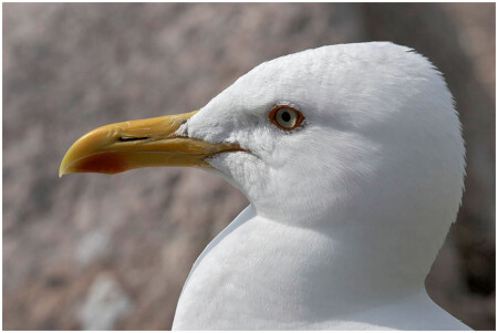 Клуша_Larus fuscus#2