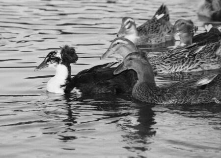 Почетный эскорт