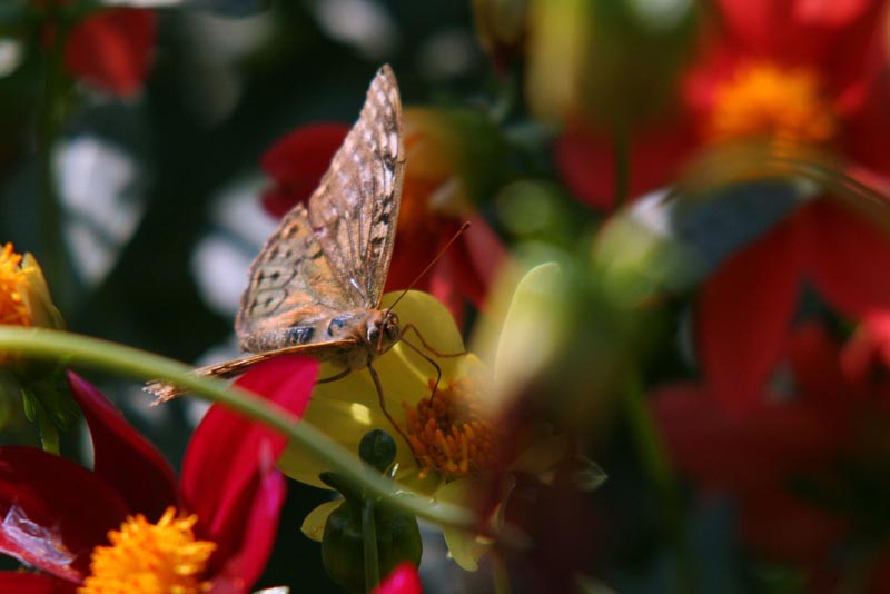 insect