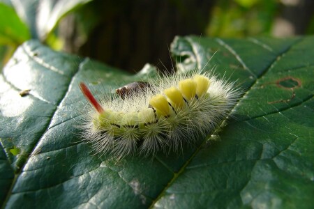 Чудище мохнатое