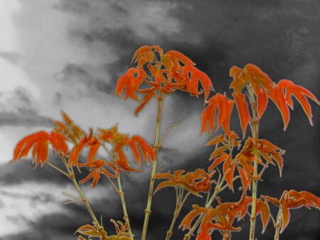 Здравствуй осень