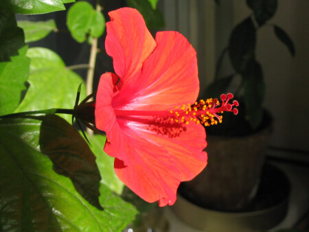 Огненная роза