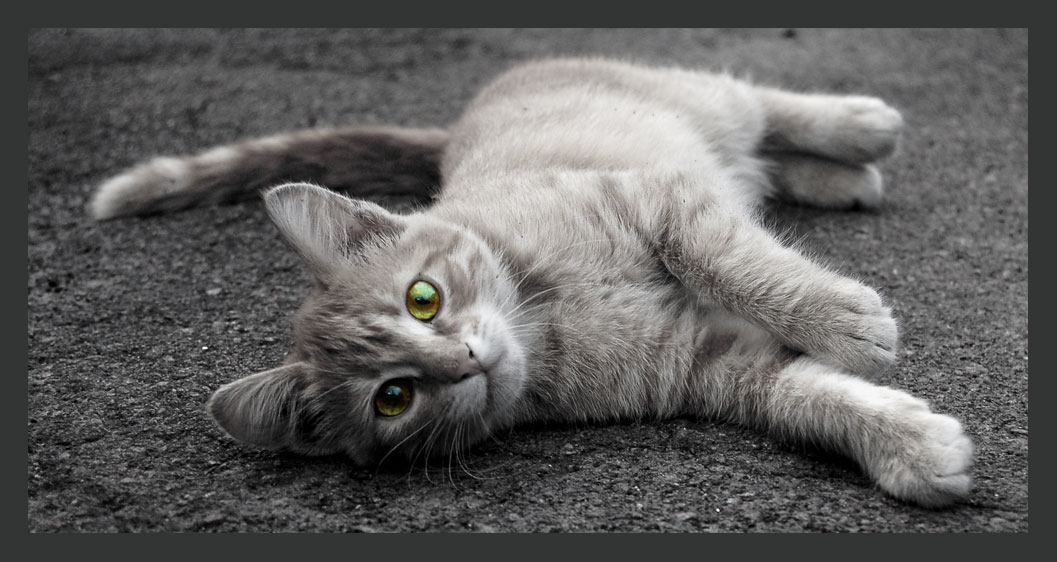 just a cat