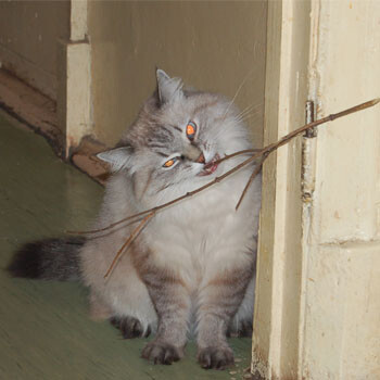 Ацкий кот