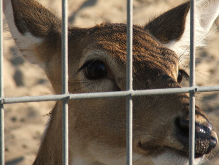 освободите бэмби