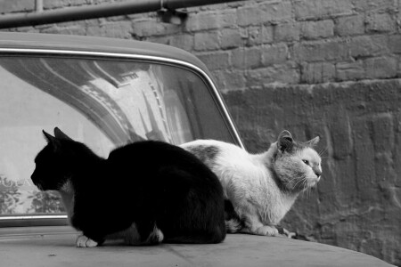 Принцип домино