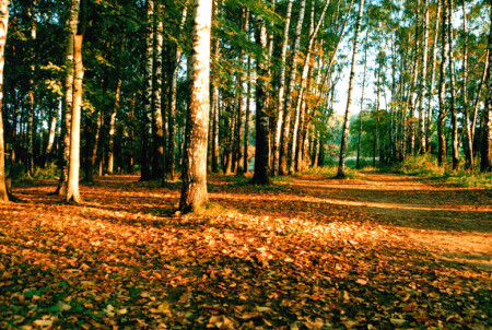 золотая осень