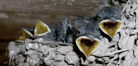 (дебют) Ласточки-малыши