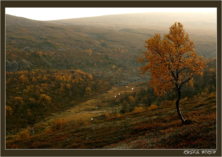 Березка