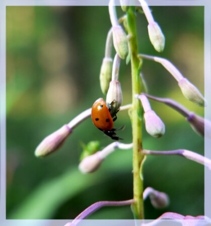 Божья коровка