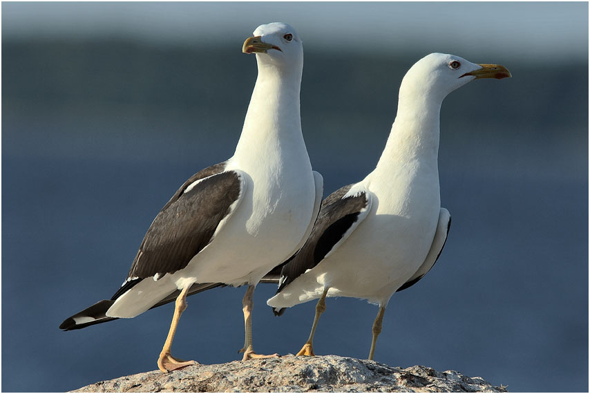 Клуша_Larus fuscus#3