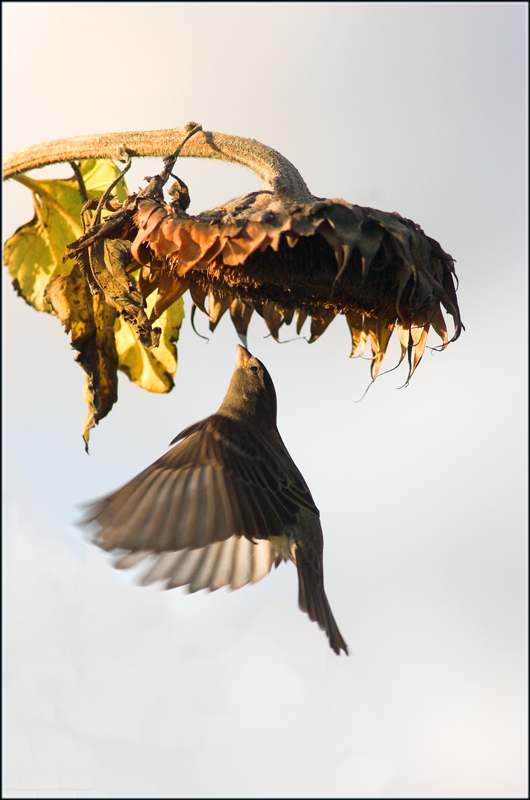 Воробей 2 (Passer domesticus)