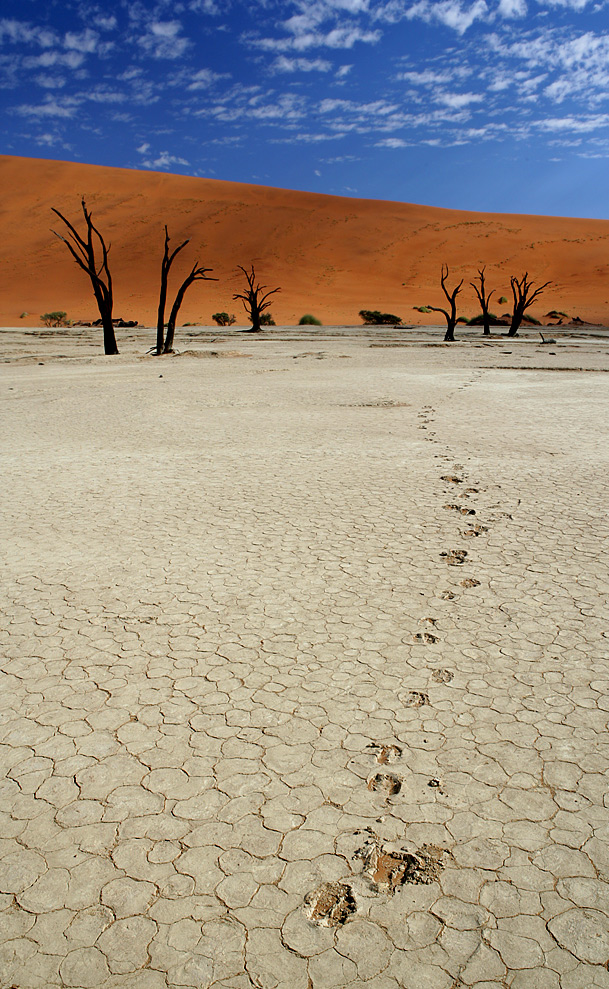 Dead Vlei, Namibia