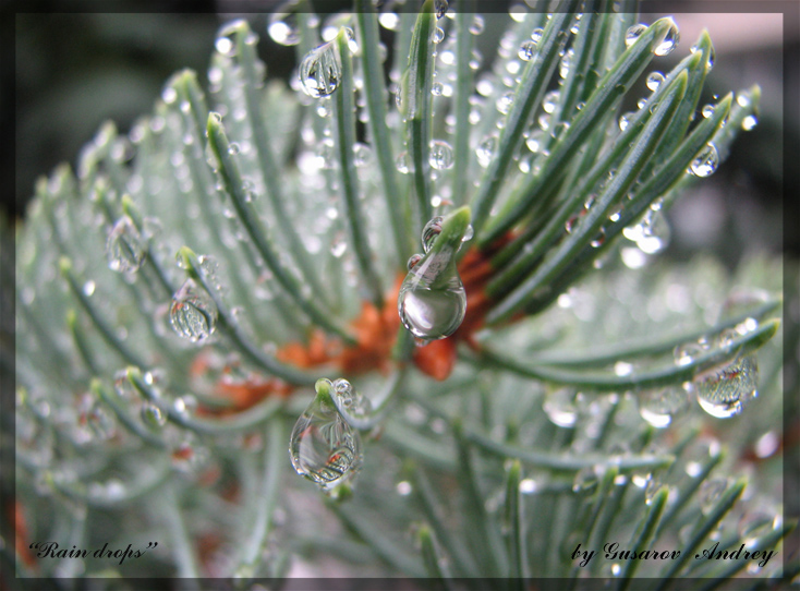Raindrops