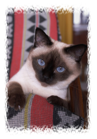 Бабушкина кошка