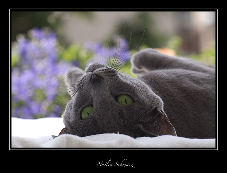 Кошка Бони