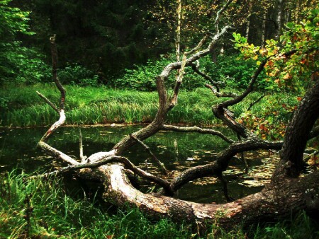 Цепляется за жизнь