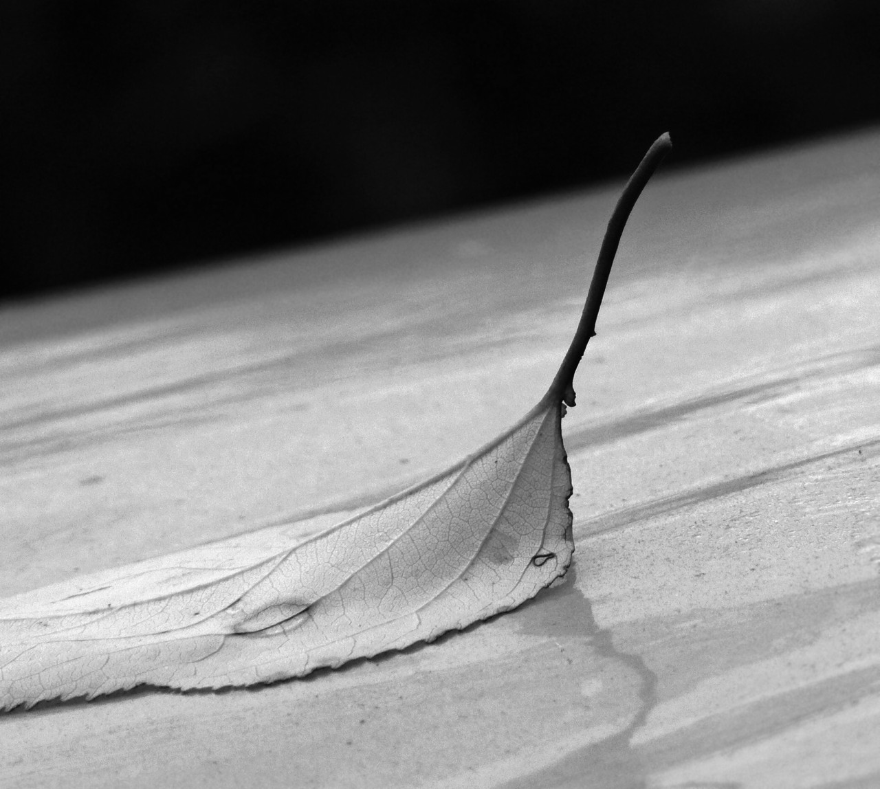 one leave