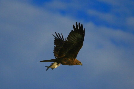 Последний полет рыбки