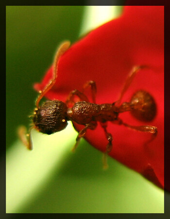 МуравьИШко