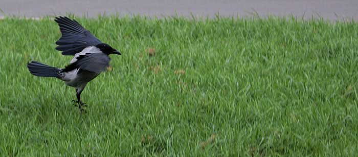 landing'