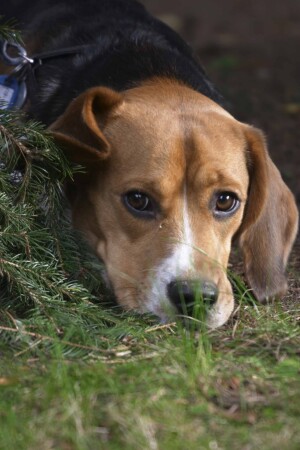 Let me go! I wanna go hunting..