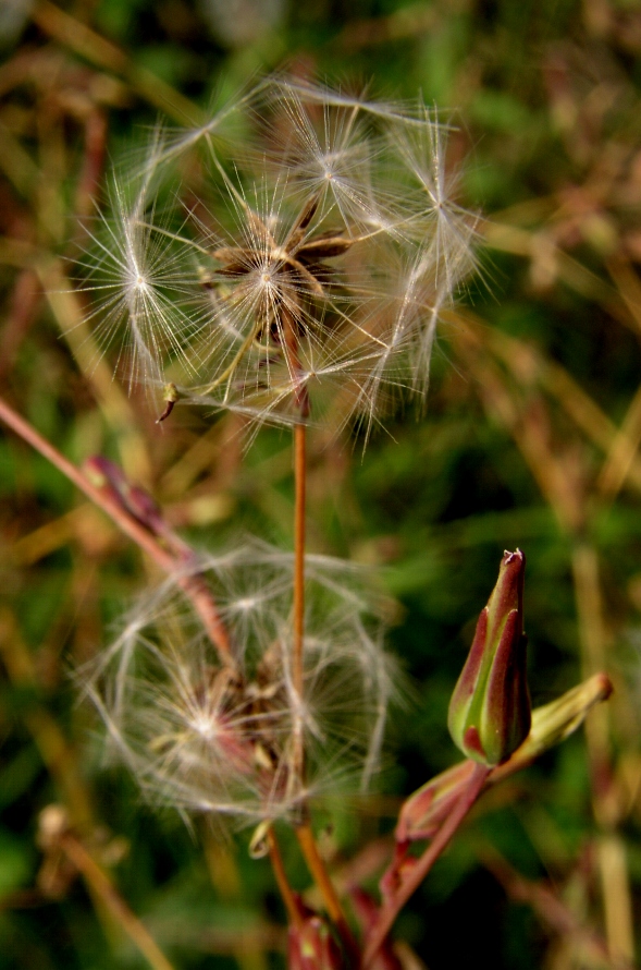 Flora incognita #7