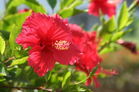 Египетское солнце. Гибискус.