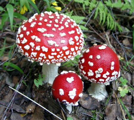 Мухоморчики