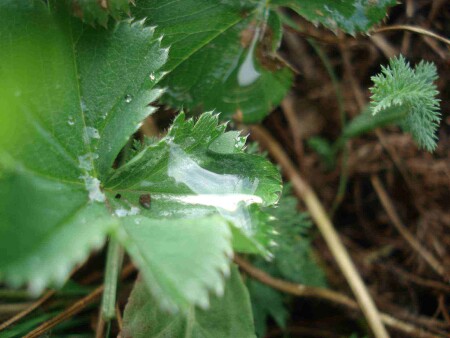 После дождя