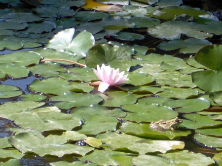 Принцесса ждет принца с в/о:)
