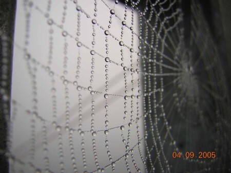 Утреняя паутинка.