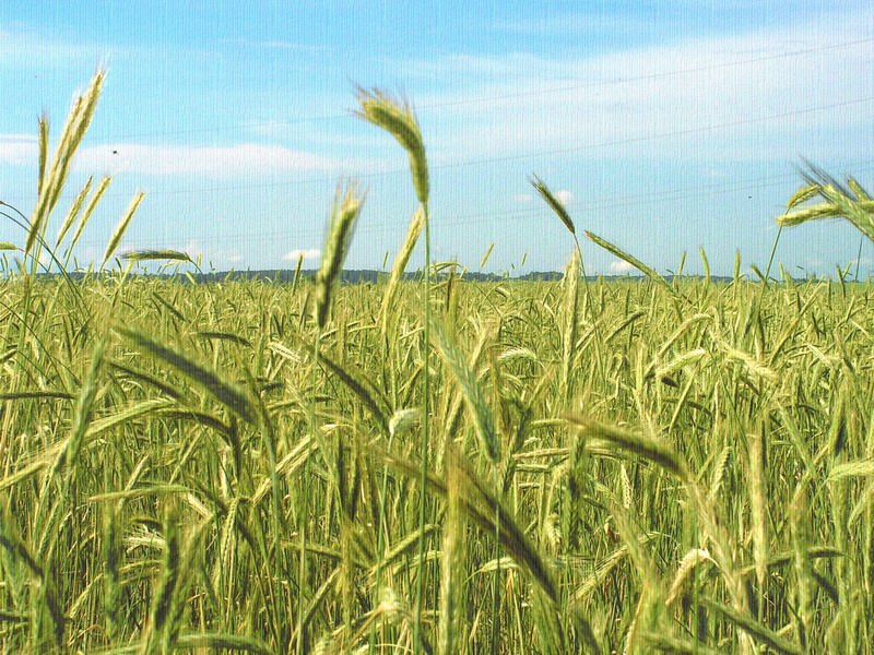 Рожь
