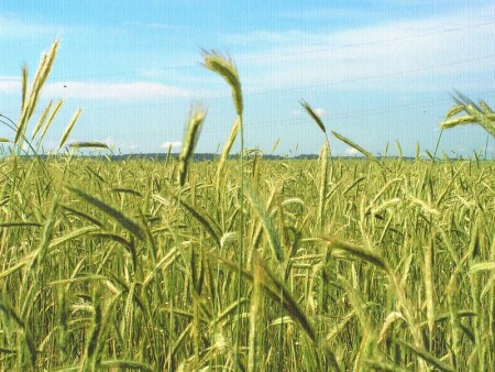 Рожь