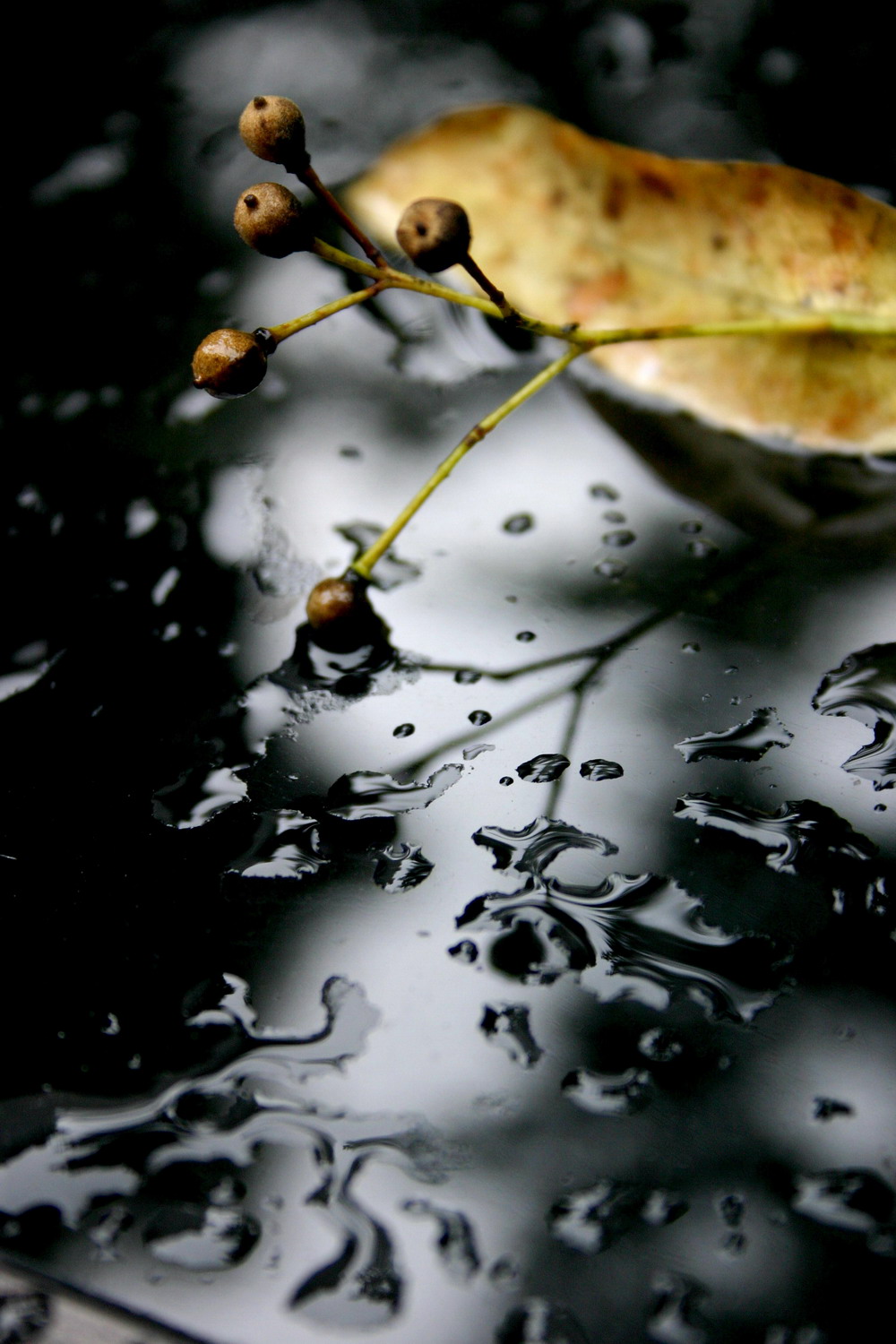 fallen