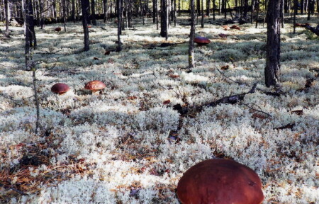 Ну и грибы!!!