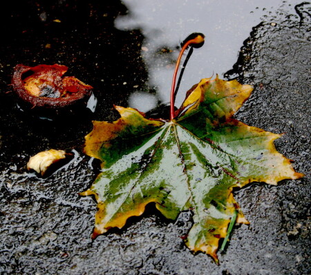 fallen