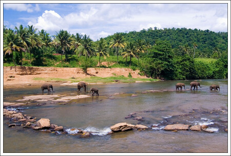 Слоны идут на север