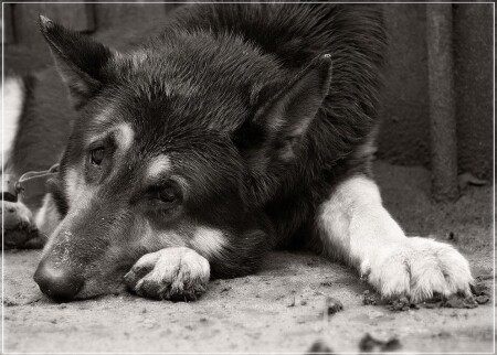 В ожидании хозяина