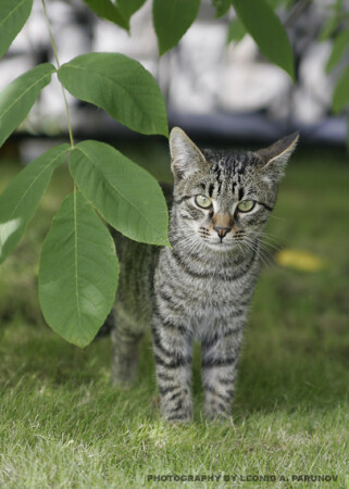 Маленький хищник