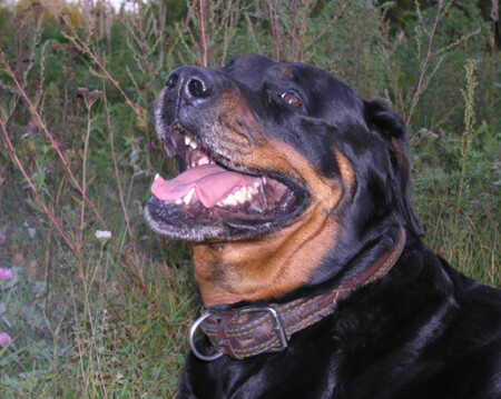 первая копия