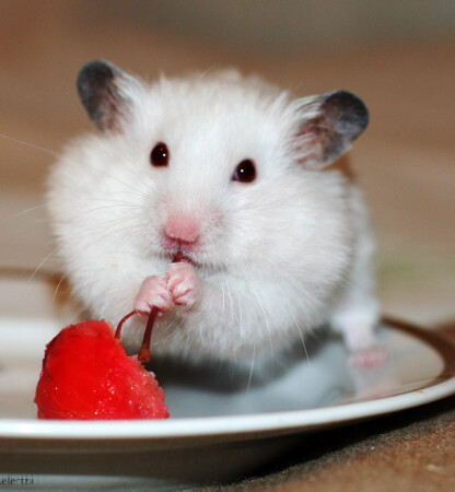 I love cherry