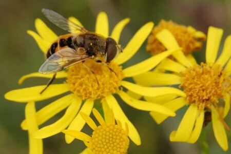 оранжевое настроение