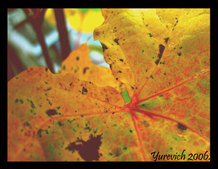 Осень-осень!