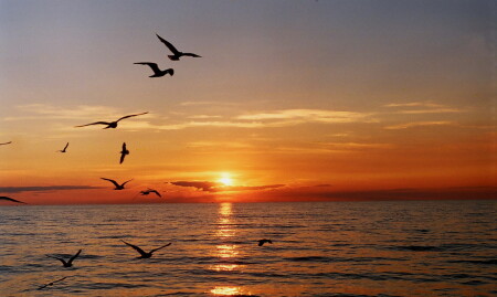 закат с чайками...