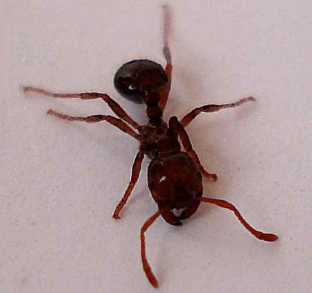 Техасский муравей.