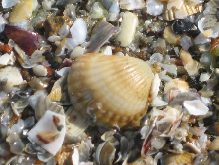 морской лоск