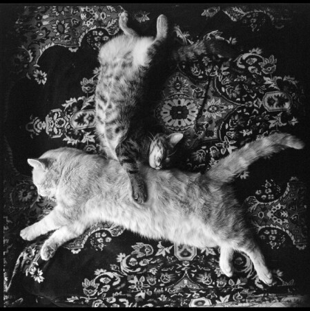 Прыжок рыжего кота