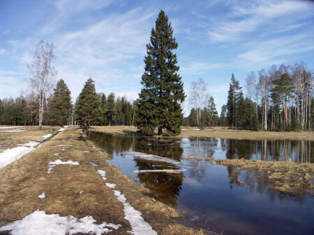 Весенний пейзаж