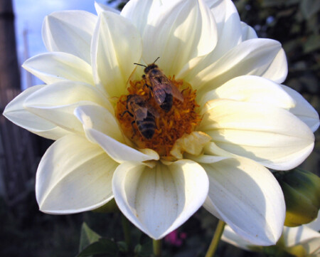 первое выложенное на этом сайте фото